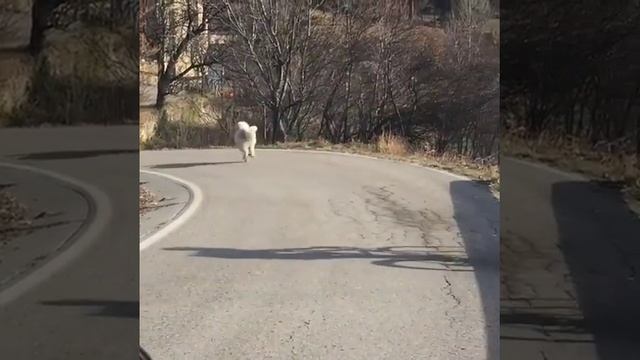 Как на велосипеде отогнать собак смотреть онлайн