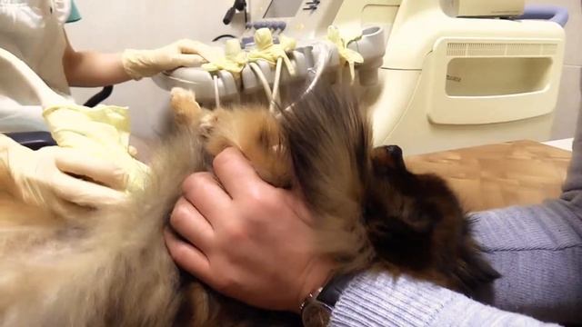 Наши ветклиники: Центральный район смотреть онлайн