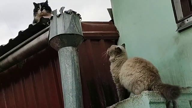 Учебное пособие: как нужно включать дурочку. смотреть онлайн