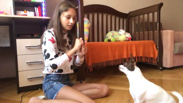 КАКИЕ КОМАНДЫ ЗНАЕТ МОЯ СОБАКА?🐶 // talking about dogs смотреть онлайн