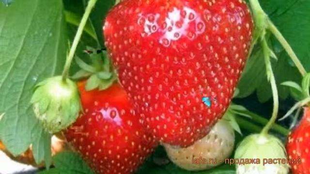 Земляника садовая Джоли (zemlyanika-sadovaya-dzholi) ? обзор: как сажать, рассада земляники Джоли смотреть онлайн
