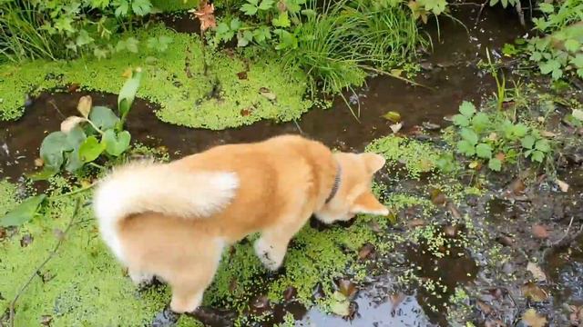 4 августа 2019 г. смотреть онлайн