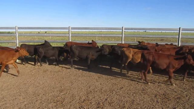 37 KENYA HEIFER WEANERS CURFEWED WEIGHT 141.5 KG смотреть онлайн