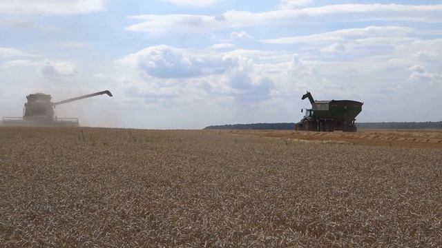 24.07.20. Озимая пшеница, сорт Гром. Уборка. Урожайность 79 ц/га. смотреть онлайн