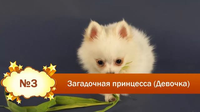 4 лохматых комочка счастья смотреть онлайн