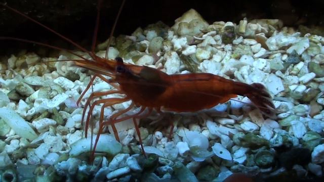 Beautiful Reef Aquarium смотреть онлайн