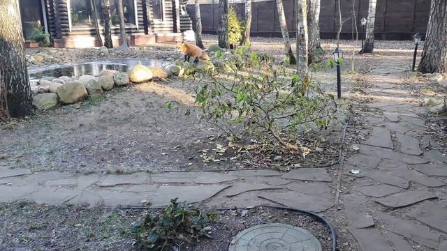 ЛИ СЯО. Алиса - Лиса. Макс попытался обокрасть Лису. Вход в лабораторию разрушен. Забавные моменты. смотреть онлайн