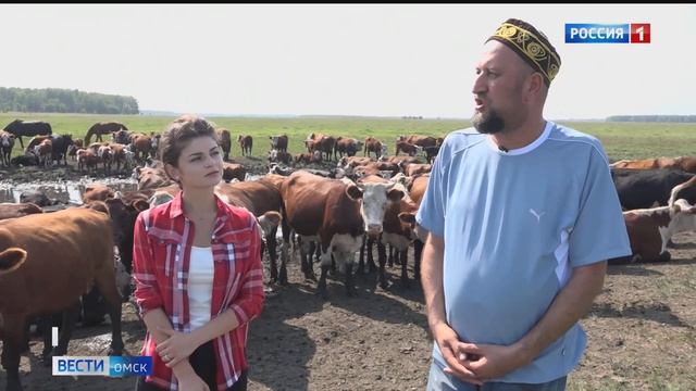Фермер из Крутинки выгуливает верблюдов прямо в лесу смотреть онлайн