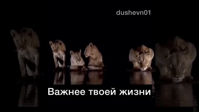 Самое главное и важное в жизни - это семья✊? смотреть онлайн