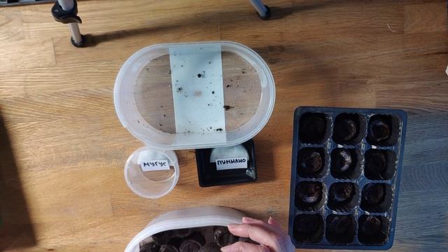 Горные сосны из семян без стратификации. смотреть онлайн