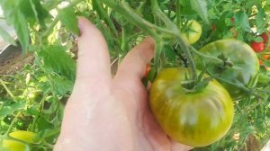 Томат Медвежья кровь .