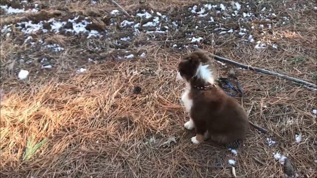 Kaigan Kennels Board and Train Program смотреть онлайн