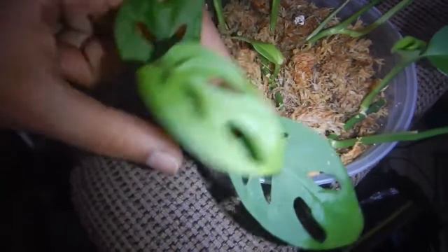 Top 7 Plants This Month ARE ALL GREEN, Except one :P смотреть онлайн