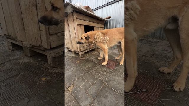 Фира и Рыжик ? смотреть онлайн