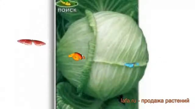 Капуста белокочанная Золотой гектар 1432 ? обзор: как сажать, семена капусты Золотой гектар 1432