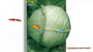 Капуста белокочанная Золотой гектар 1432 ? обзор: как сажать, семена капусты Золотой гектар 1432