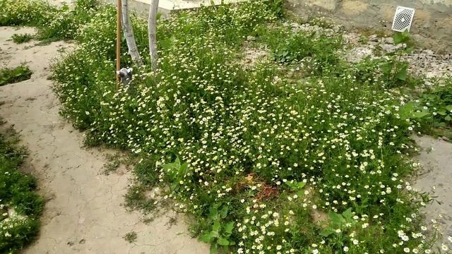 РОМАШКА домашняя, активное цветение, выращивание для чаепития ????? смотреть онлайн