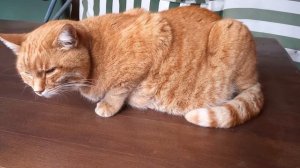 Сердечная недостаточность у кота