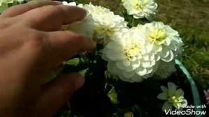 Георгина Гэллери Арт Фэйр / dahlia Gallery Art Fair