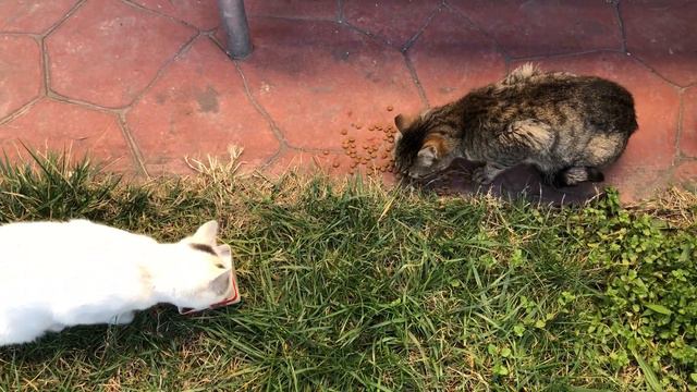 Ambushed By Stray Cats Hungry For Food And Attention | Cats And Kittens смотреть онлайн