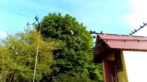 Николаевские  голуби - Украина