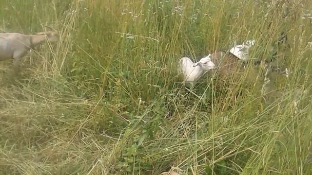 Сколько козлят можно получить от 5 коз? смотреть онлайн