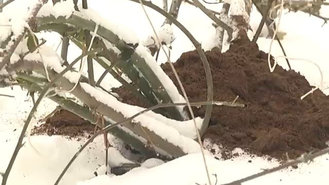 Грунт для рассады. Укрытие растений на зиму. Подзимний посев в теплице. смотреть онлайн