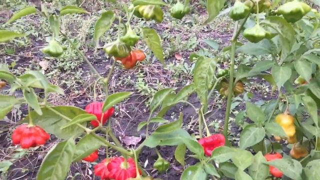 Этот перчик - настоящее украшение. Острый перец: Бразильская красная морская звезда. Колокольчик. смотреть онлайн