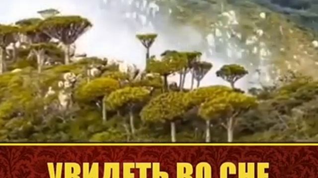 Увидеть во сне пророка Мухаммада смотреть онлайн
