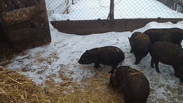 Вьетнамские вислобрюхие свиньи смотреть онлайн