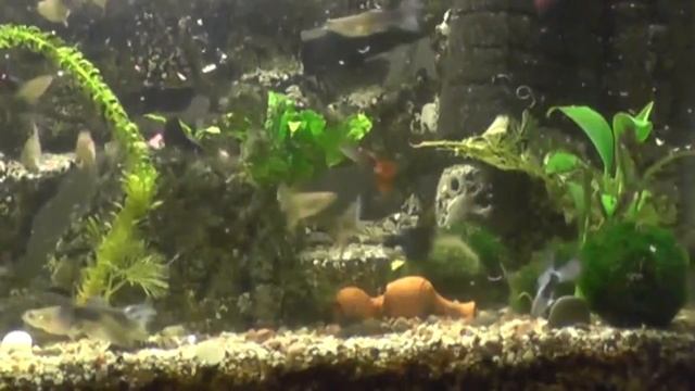 Мой аквариум 80 литров с гуппи (общага) смотреть онлайн