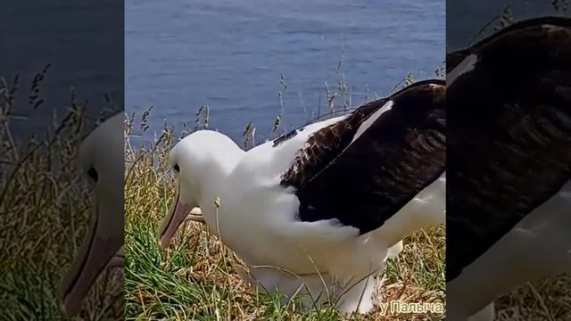 Королевский альбатрос и его птинец.