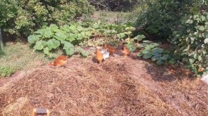 Немного про наших кур голошейки, мастер грей и фокси чик