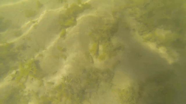 Дно озера Раївського парку (зйомка під водою GoPro HERO3) смотреть онлайн