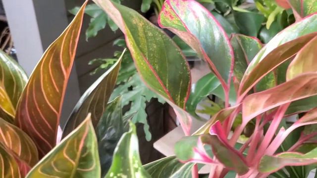 Queens Plant Sale смотреть онлайн