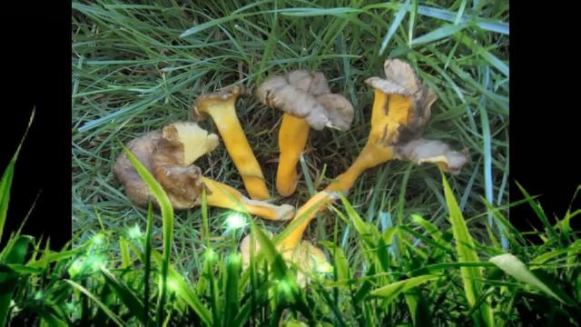 Cantharellus lutescens смотреть онлайн