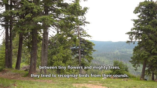 Discover your Mountain: Harghita! смотреть онлайн