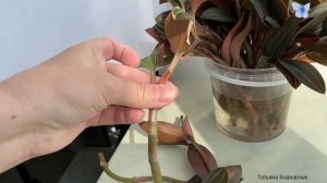 Нарезанная на черенки орхидея лудизия