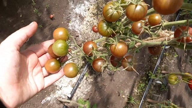 Собираю томаты ведрами, не знаю куда девать, настолько урожайный и вкусный, что всем советую смотреть онлайн