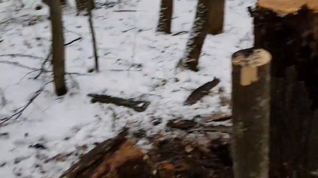 Притравка Бени по кунице с Урзой. смотреть онлайн