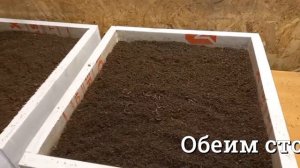 Червь в трёх литрах конского навоза, спустя три недели.