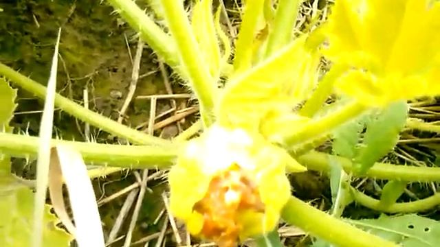 Мастерство Рукоделия