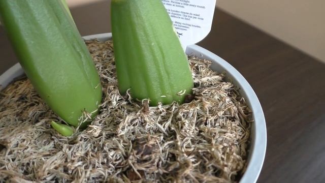 ЧТО СТАЛО С МОИМИ ОРХИДЕЯМИ КУПЛЕННЫМИ ПО УЦЕНКЕ | Oncidium Sweet Sugar и Odontioda Stirbic смотреть онлайн