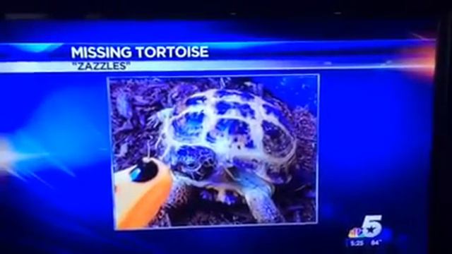 $200 Reward For Finding Our Russian Tortoise смотреть онлайн