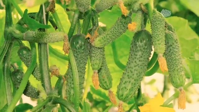 Рекламный блок | Шоп (28.08.21)