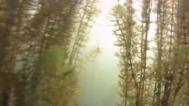 подводная охота на москва реке 30 августа 2015г смотреть онлайн