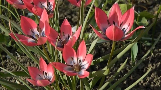 Тюльпан Карликовый 06_04_2019 ч3 смотреть онлайн