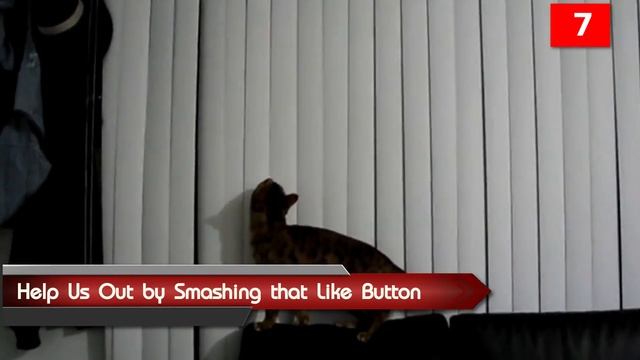 Discover The Fascinating Bengal Cat Breed: History, Personality, And More!