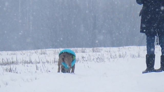 Замечательная погода для прогулки с нашими булочками и зефиркой! смотреть онлайн