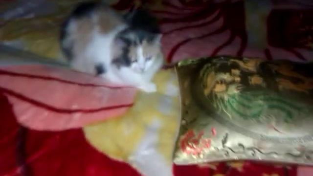 Как светятся глаза кошки. смотреть онлайн
